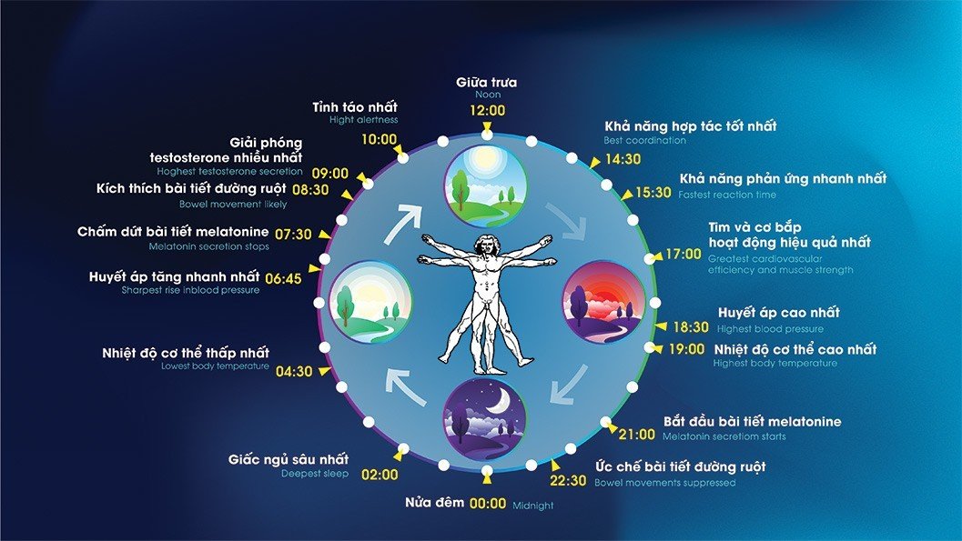Đồng hồ sinh học của con người theo nhịp ngày đêm