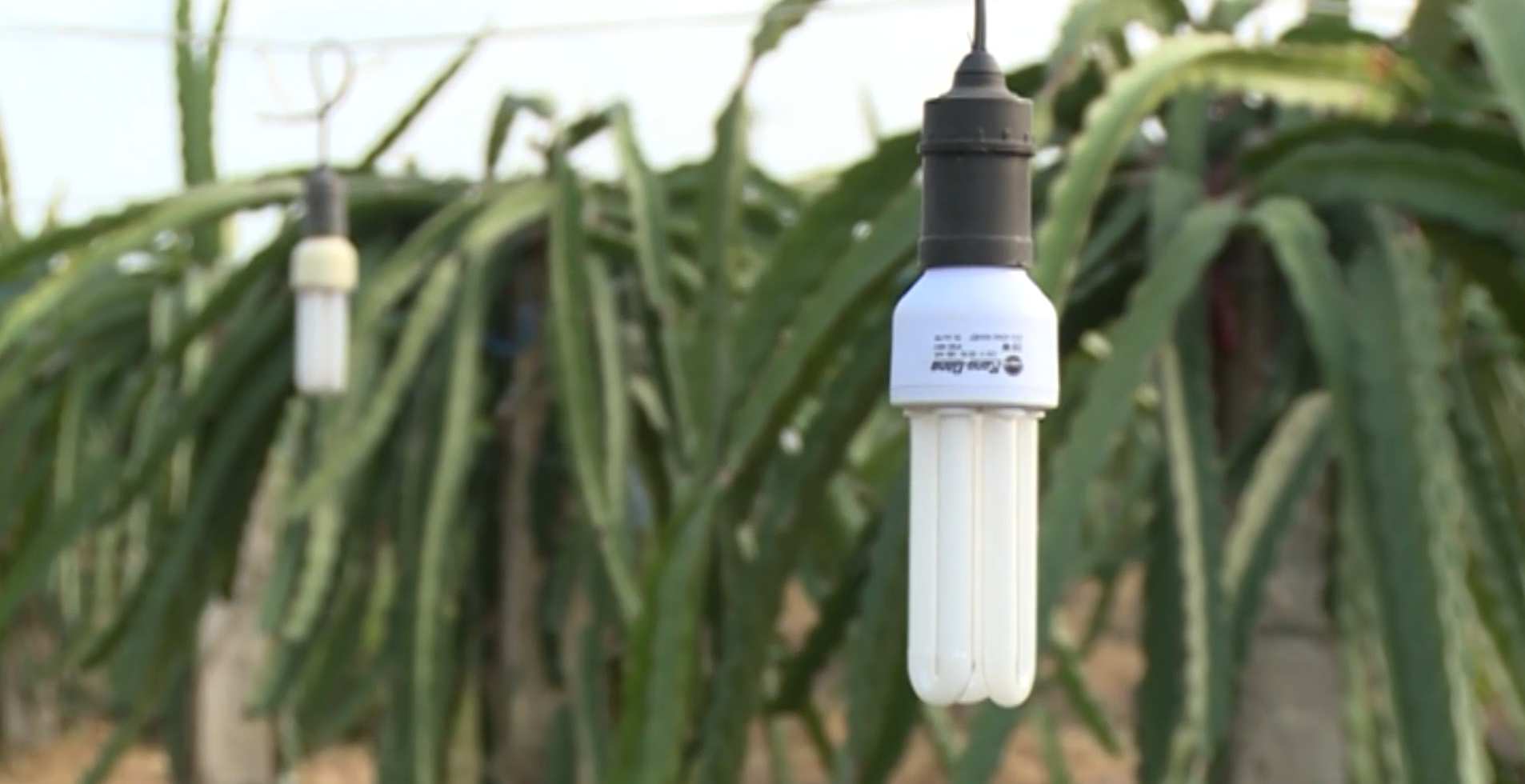 Giải pháp chiếu sáng cây thanh long sử dụng bóng đèn compact