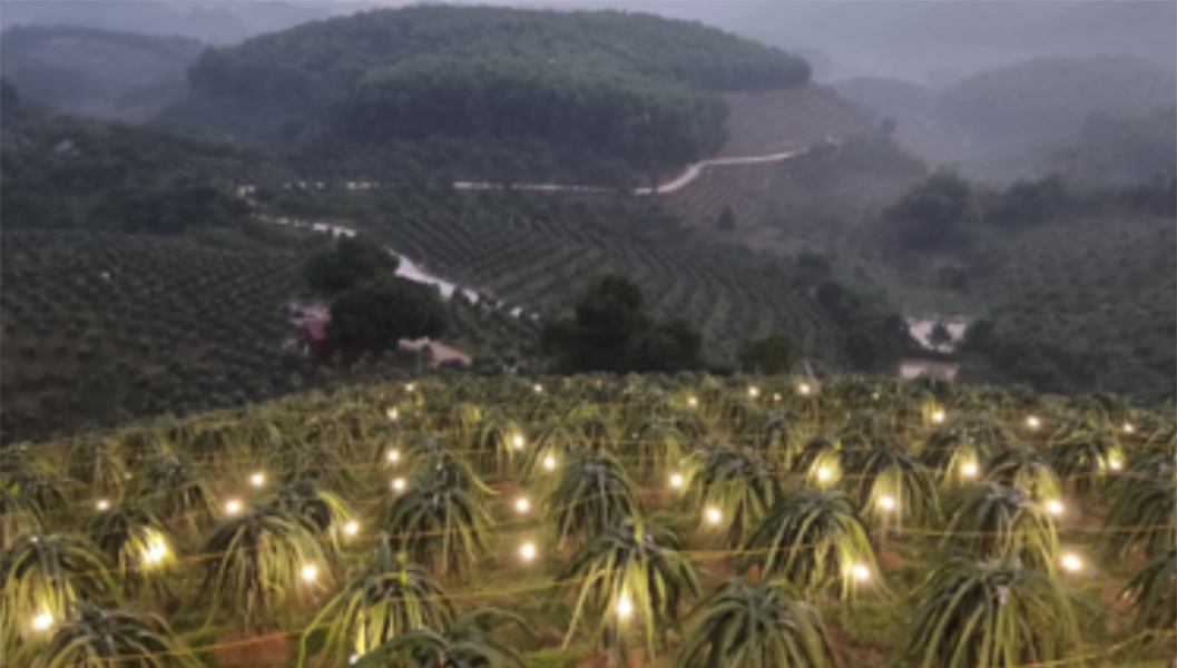 ứng dụng chiếu sáng cây thanh long tại Tuyên Quang bằng đèn LED thanh long Rạng Đông