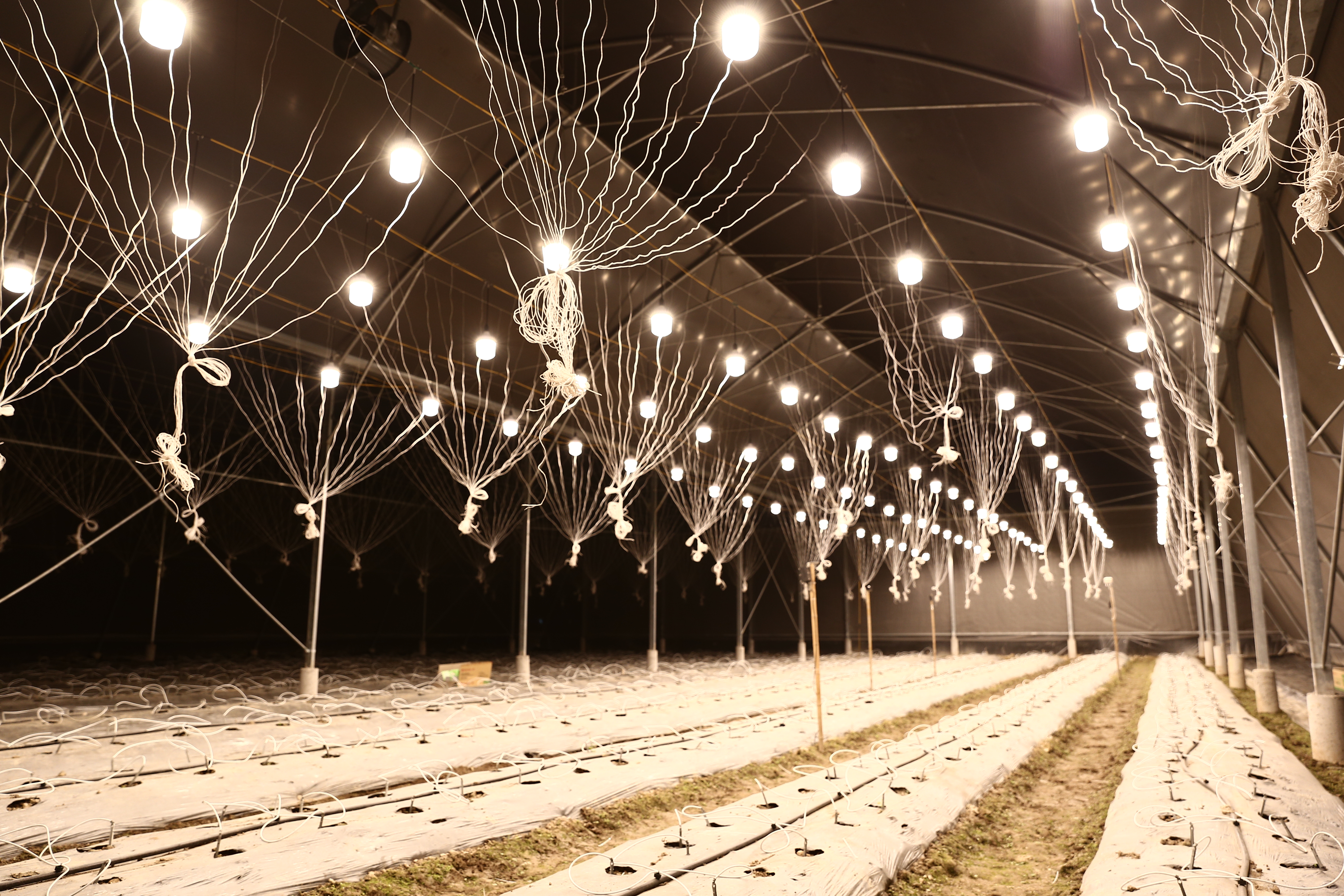 Chiếu sáng nông nghiệp công nghệ cao – giải pháp bền vững cho ngành nông nghiệp