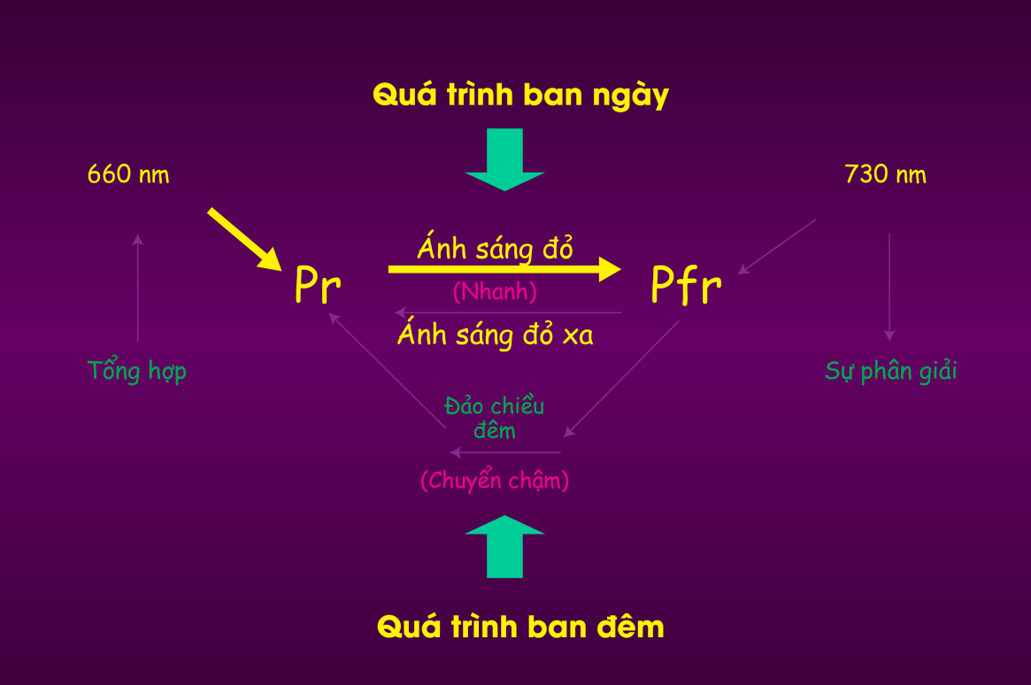 Quá trình ngay/đêm của cây hoa cúc