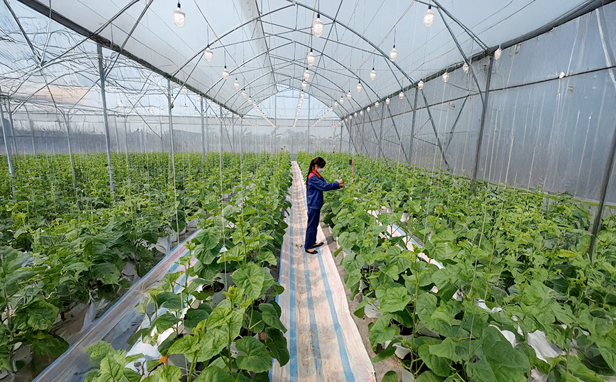 Tối ưu năng suất, chất lượng dưa lưới nhà màng với đèn led nông nghiệp