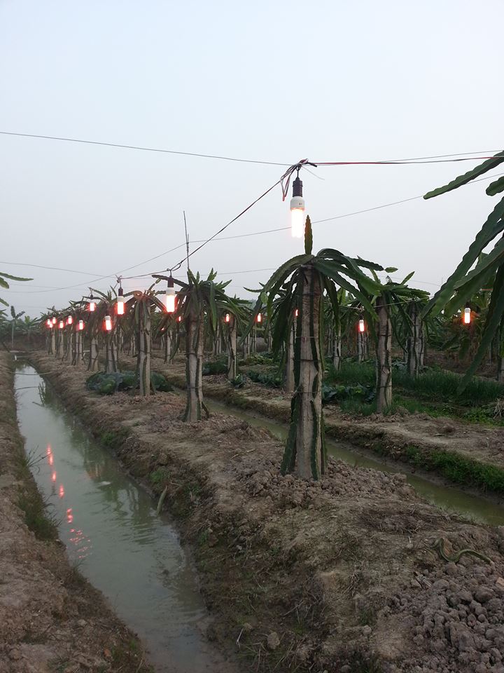 đèn compact chuyên dụng của Rạng Đông giúp tăng hiệu quả kinh tế cho người trồng thanh long