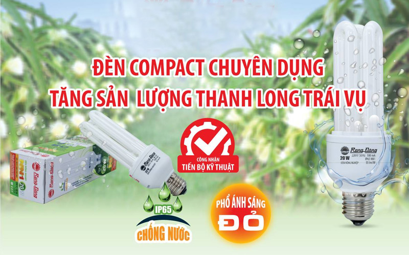 Tăng sản lượng thanh long trái vụ nhờ điểu khiển sinh trưởng bằng đèn huỳnh quang compact Rạng Đông