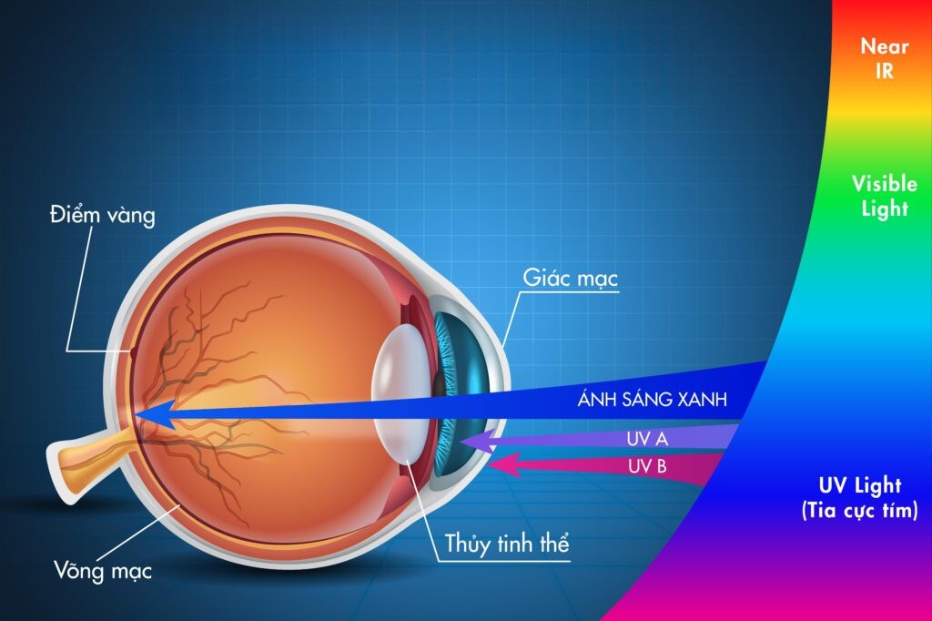 Tác động của ánh sáng tới mắt và thị giác con người – góc nhìn khoa học & ứng dụng