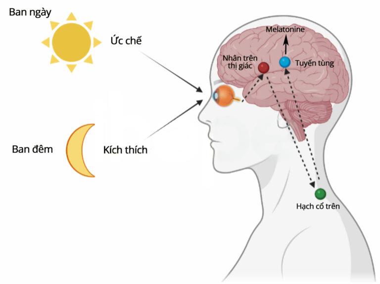 Những rối loạn nhịp sinh học thường gặp và vai trò của ánh sáng trong điều chỉnh