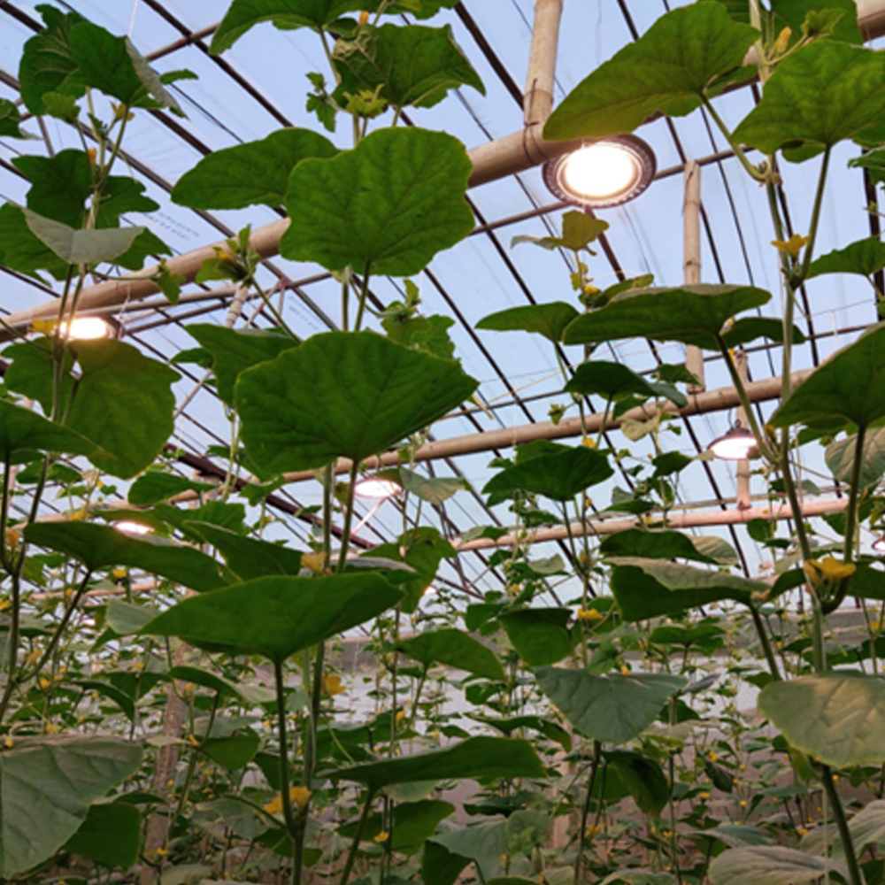 Đèn LED cho nuôi trồng tảo
