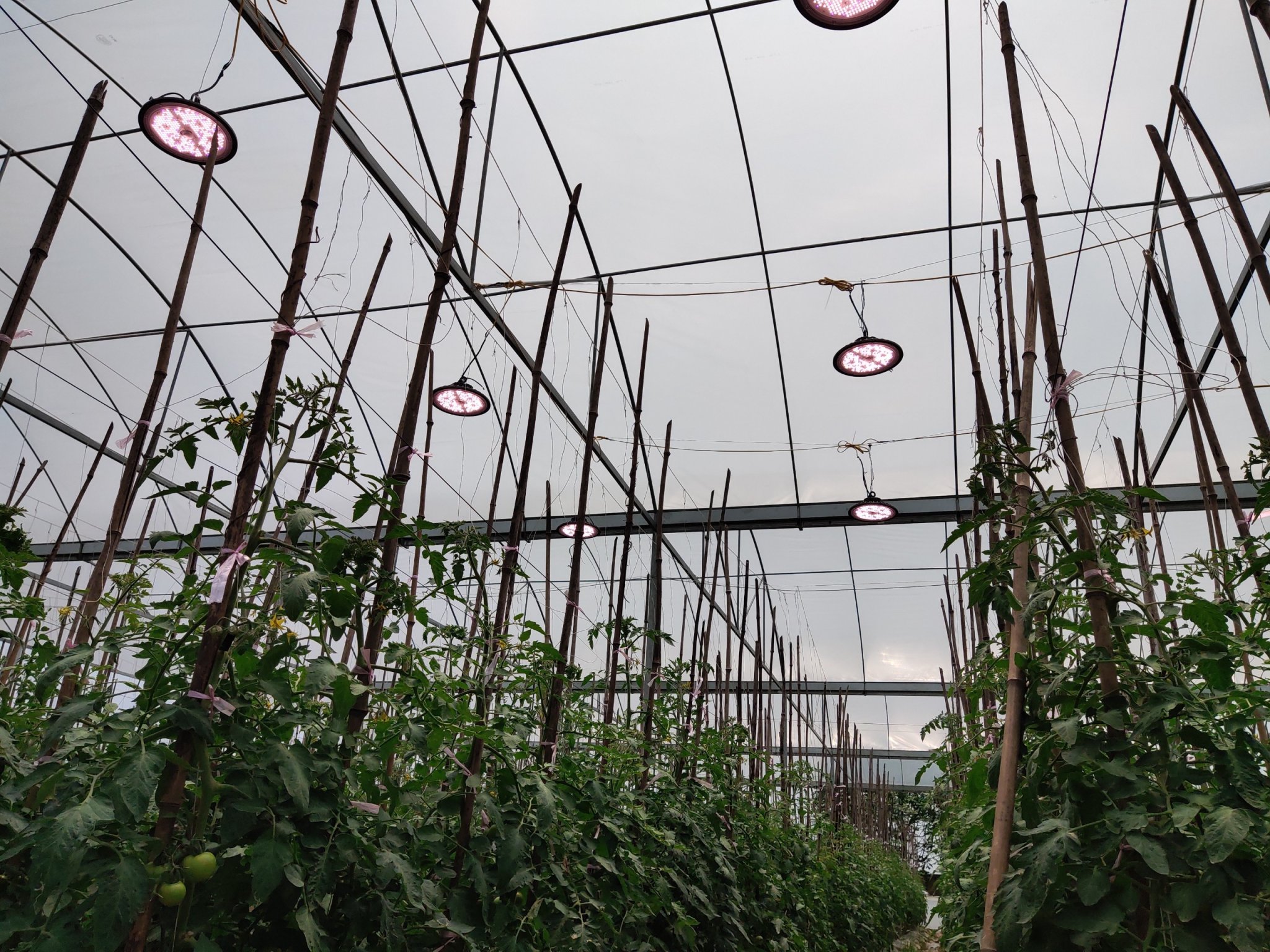 Đèn LED cho nuôi trồng tảo