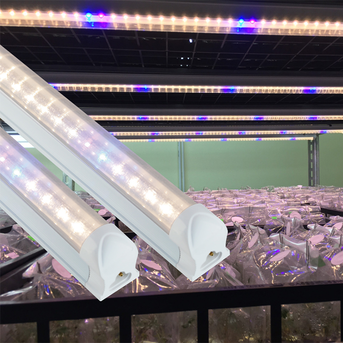 Đèn LED chuyên dụng cho nuôi cấy mô - trồng cây dược liệu