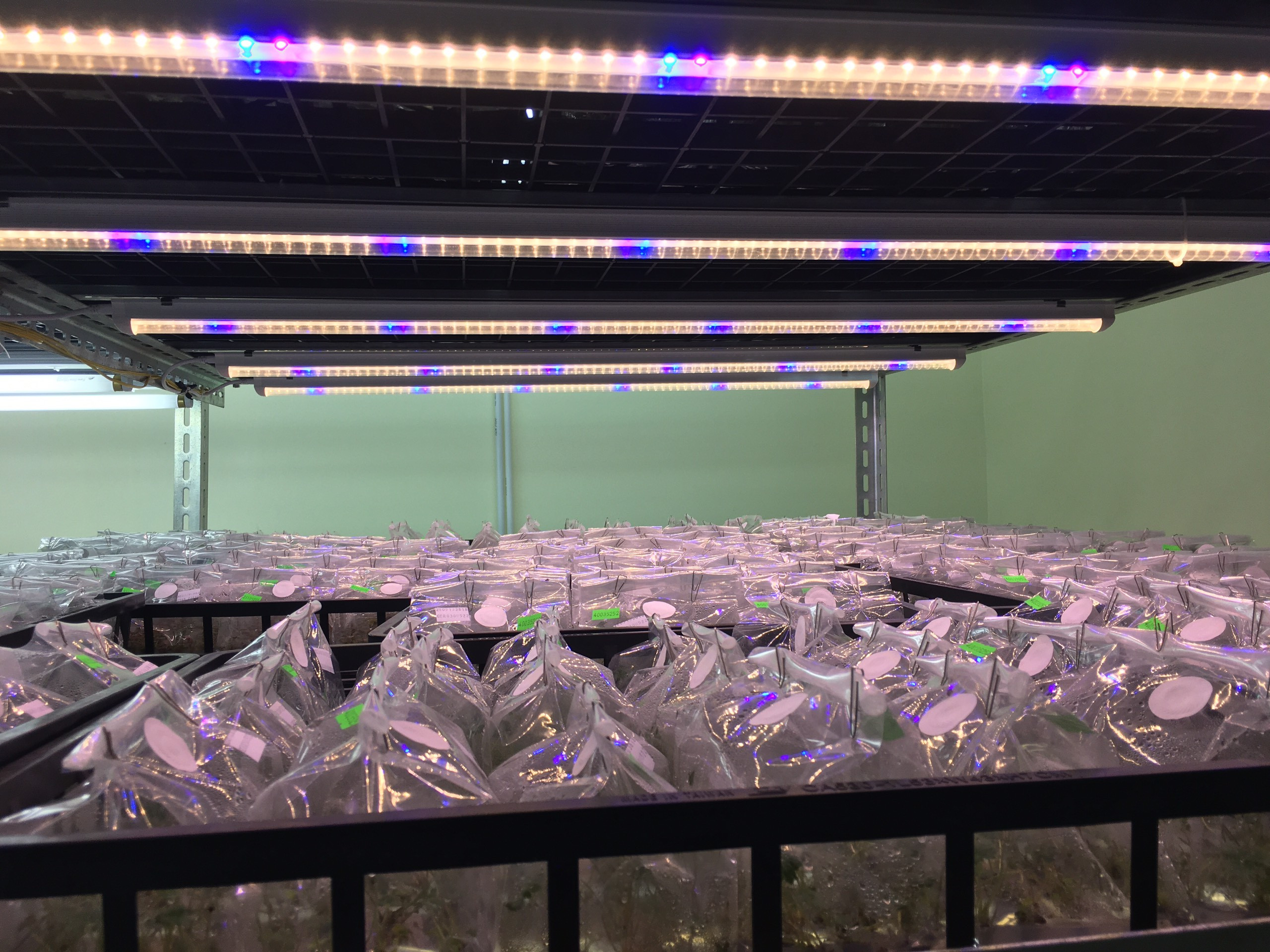 Đèn LED chuyên dụng cho nuôi cấy mô - trồng cây dược liệu