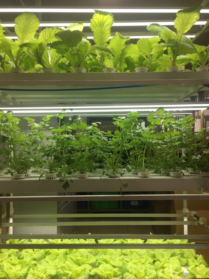 Đèn LED chuyên dụng cho trồng rau