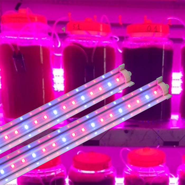 Đèn LED chuyên dụng cho nuôi Tảo